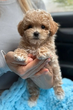 Maltipoo puiuți superbi  - imagine 3
