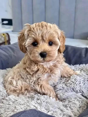 Maltipoo puiuți superbi  - imagine 2