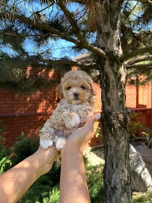 Maltipoo puiuți superbi  - imagine 4