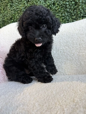 Poodle pitic puiuți - imagine 2