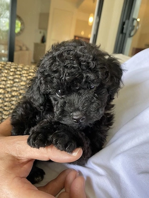 Poodle pitic puiuți - imagine 3