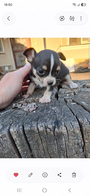 puiuti chihuahua  - imagine 3