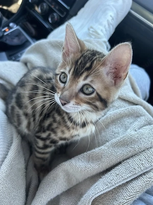 Bengal puiuți - imagine 3