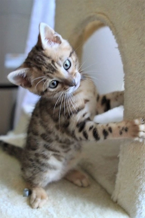 Bengal puiuți