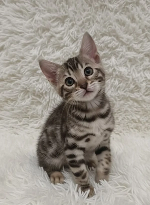 Bengal puiuți - imagine 2