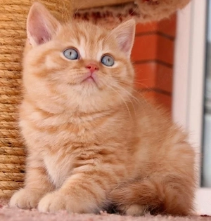British shorthair puiuți