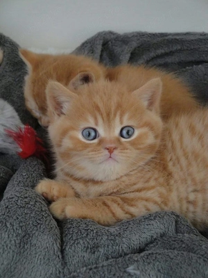 British shorthair puiuți - imagine 3