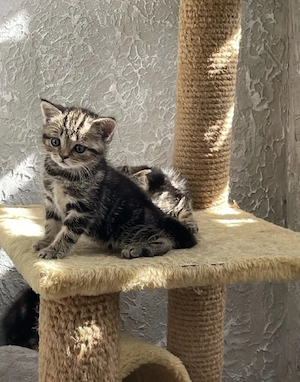British shorthair puiuți - imagine 2