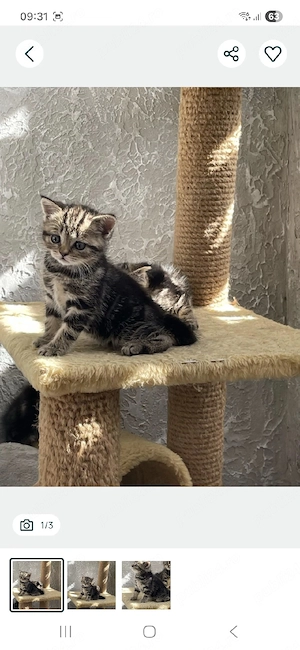 British shorthair puiuți - imagine 3