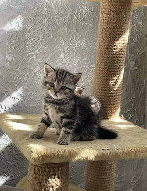 British shorthair puiuți