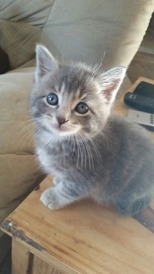 British shorthair pui superbi