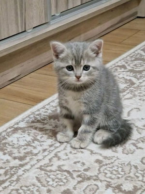British shorthair pui superbi - imagine 4