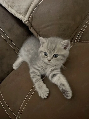 British shorthair pui superbi - imagine 3
