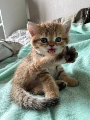 British shorthair puișori - imagine 4