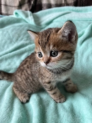 British shorthair puișori - imagine 3