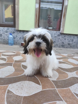 Vand puiut Shih-tzu 