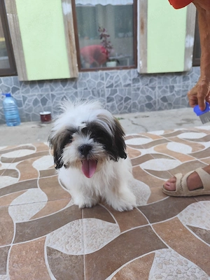 Vand puiut Shih-tzu  - imagine 3