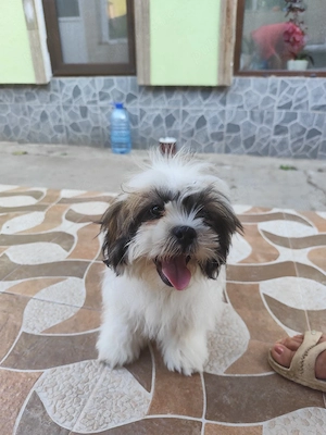 Vand puiut Shih-tzu  - imagine 4