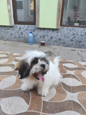 Vand puiut Shih-tzu  - imagine 2