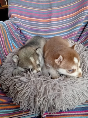 Vand catei Akita Inu - imagine 4