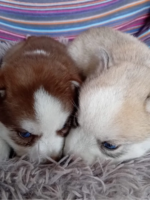 Vand catei Akita Inu - imagine 3