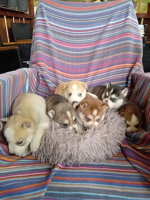 Vand catei Akita Inu - imagine 2