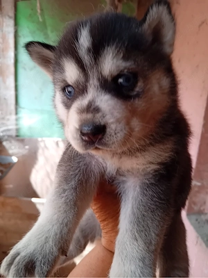 Vand catei Akita Inu