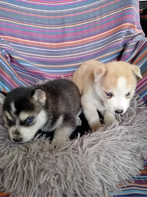 Vand catei Akita Inu - imagine 5