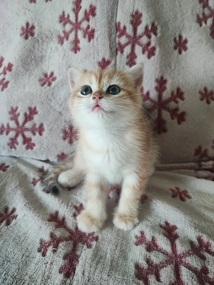 Pisici rasa british shorthair 