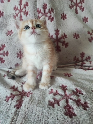 Puișor pisica british shorthair  - imagine 4