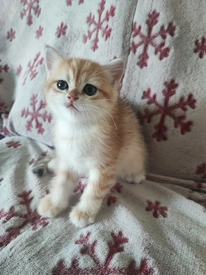 Puișor pisica british shorthair  - imagine 3