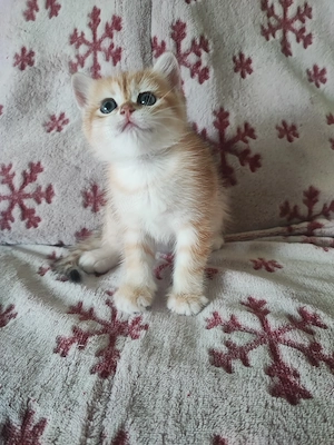 Puișor pisica british shorthair 