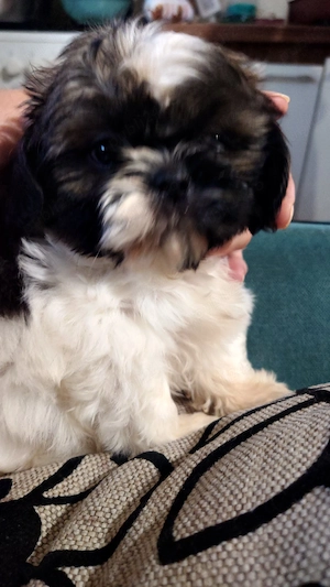 shih tzu toy - imagine 2