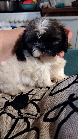 shih tzu toy - imagine 3