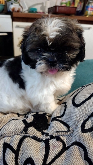 shih tzu toy - imagine 4