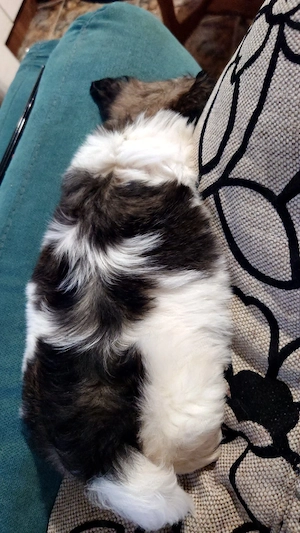 shih tzu toy - imagine 5