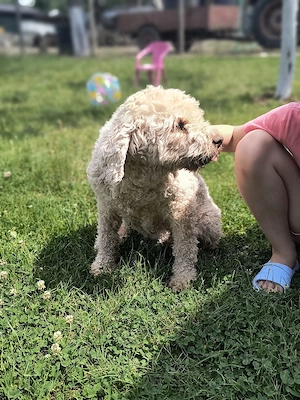 Catea Lagotto Romangolo 