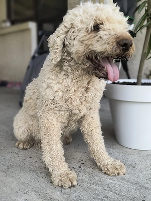 Catea Lagotto Romangolo  - imagine 2