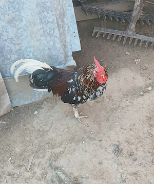 Vând 3 cocosi pitici americani