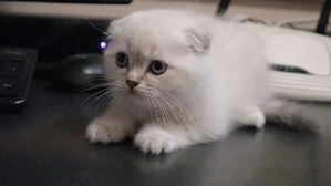 British Shorthair si Scotish Fold - imagine 4