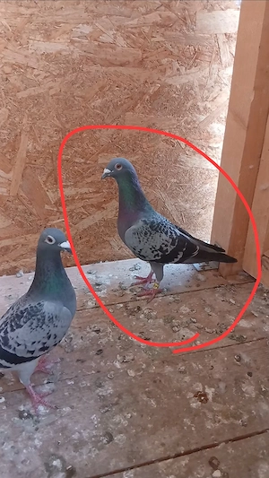 Vând un porumbel voiajor de curse