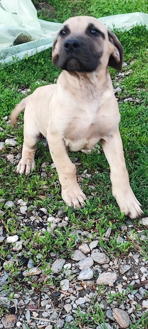 vand catel Presa Canario