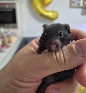 Hamsteri sirieni constanta