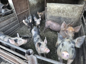 Porci de carne - imagine 2