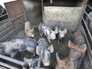 Porci de carne