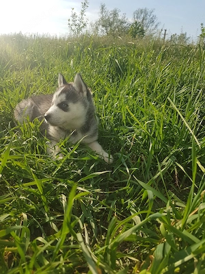 Catel Husky - imagine 3