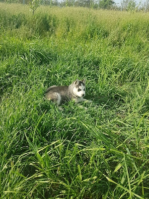 Catel Husky - imagine 4