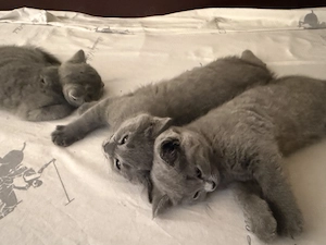 British shorthair 