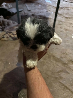 Cătelusi shih tzu mini toy de vânzare  - imagine 3