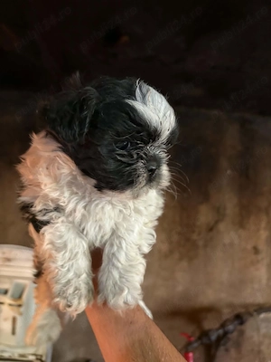 Cătelusi shih tzu mini toy de vânzare  - imagine 4